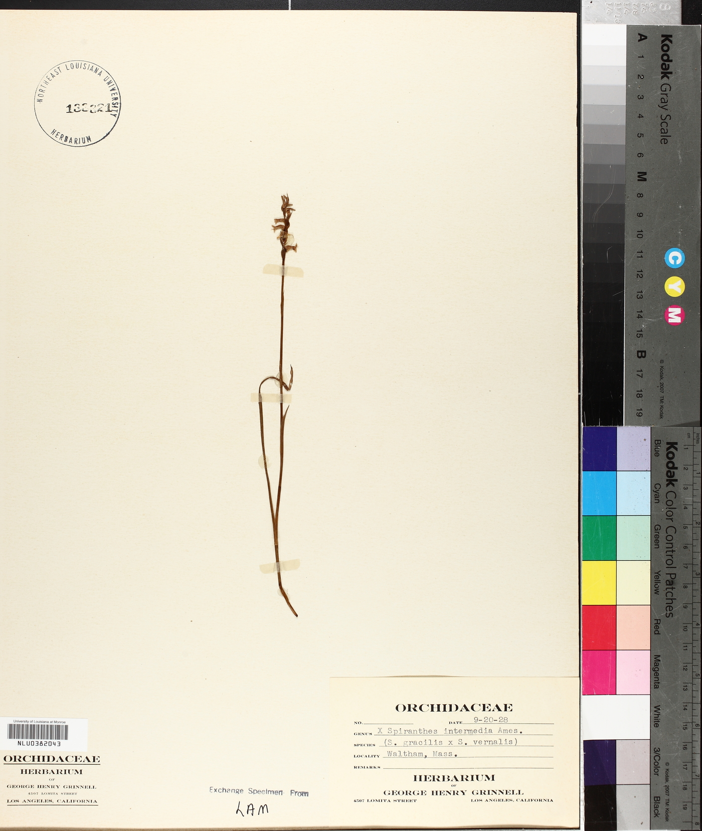 Spiranthes intermedia image