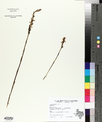 Spiranthes cernua image