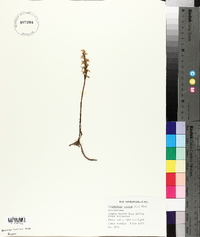 Spiranthes cernua image