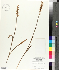 Spiranthes cernua image