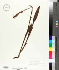 Spiranthes cernua image