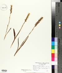 Spiranthes cernua image