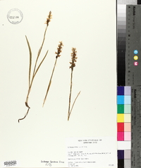 Spiranthes cernua image