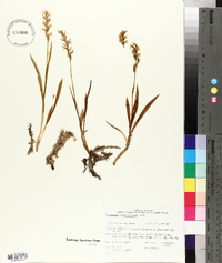 Spiranthes romanzoffiana image