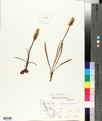 Spiranthes romanzoffiana image