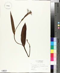 Platanthera clavellata image