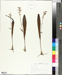 Platanthera clavellata image