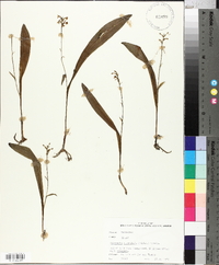 Platanthera clavellata image