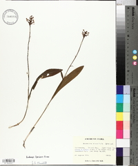 Platanthera clavellata image