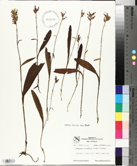 Platanthera clavellata image