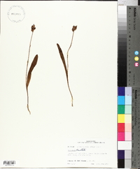 Platanthera clavellata image