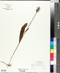 Platanthera clavellata image