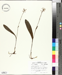 Platanthera clavellata image