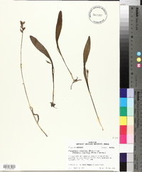 Platanthera clavellata image