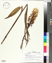 Platanthera ciliaris image