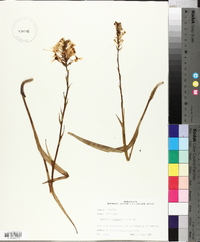 Platanthera ciliaris image