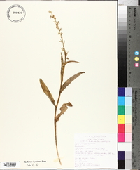 Platanthera stricta image