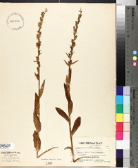 Platanthera stricta image