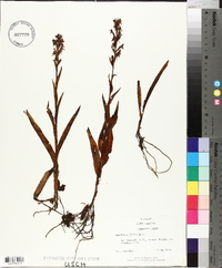 Habenaria repens image