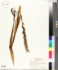 Habenaria repens image