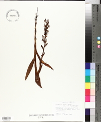 Habenaria repens image