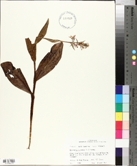 Platanthera psycodes image