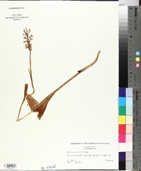 Platanthera psycodes image