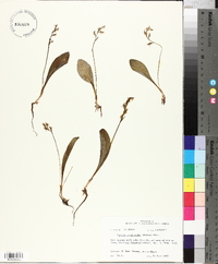 Platanthera obtusata image