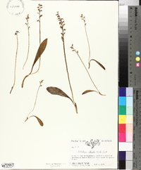 Platanthera obtusata image