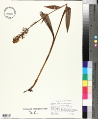 Platanthera lacera image