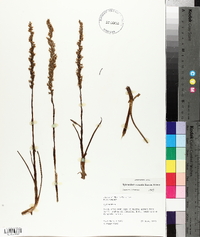 Spiranthes vernalis image