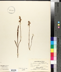 Spiranthes vernalis image