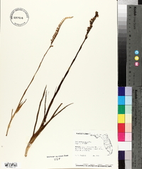 Spiranthes vernalis image