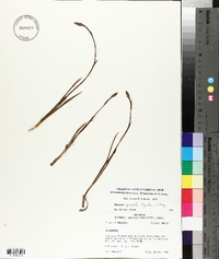 Spiranthes vernalis image