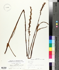 Spiranthes vernalis image