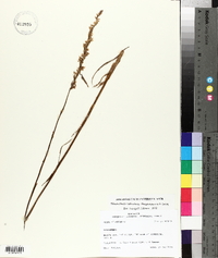 Spiranthes vernalis image