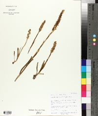 Spiranthes romanzoffiana image