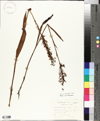 Platanthera lacera image