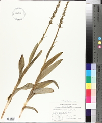 Platanthera hyperborea image