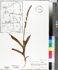 Platanthera hyperborea image