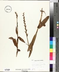 Platanthera hyperborea image