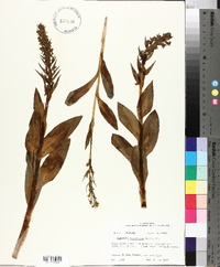 Platanthera hyperborea image