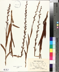 Platanthera hyperborea image