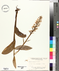 Platanthera psycodes image