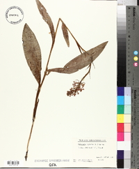 Platanthera psycodes image