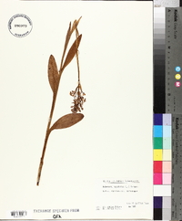 Platanthera psycodes image