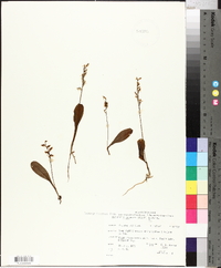 Platanthera obtusata image