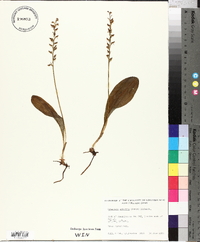 Platanthera obtusata image