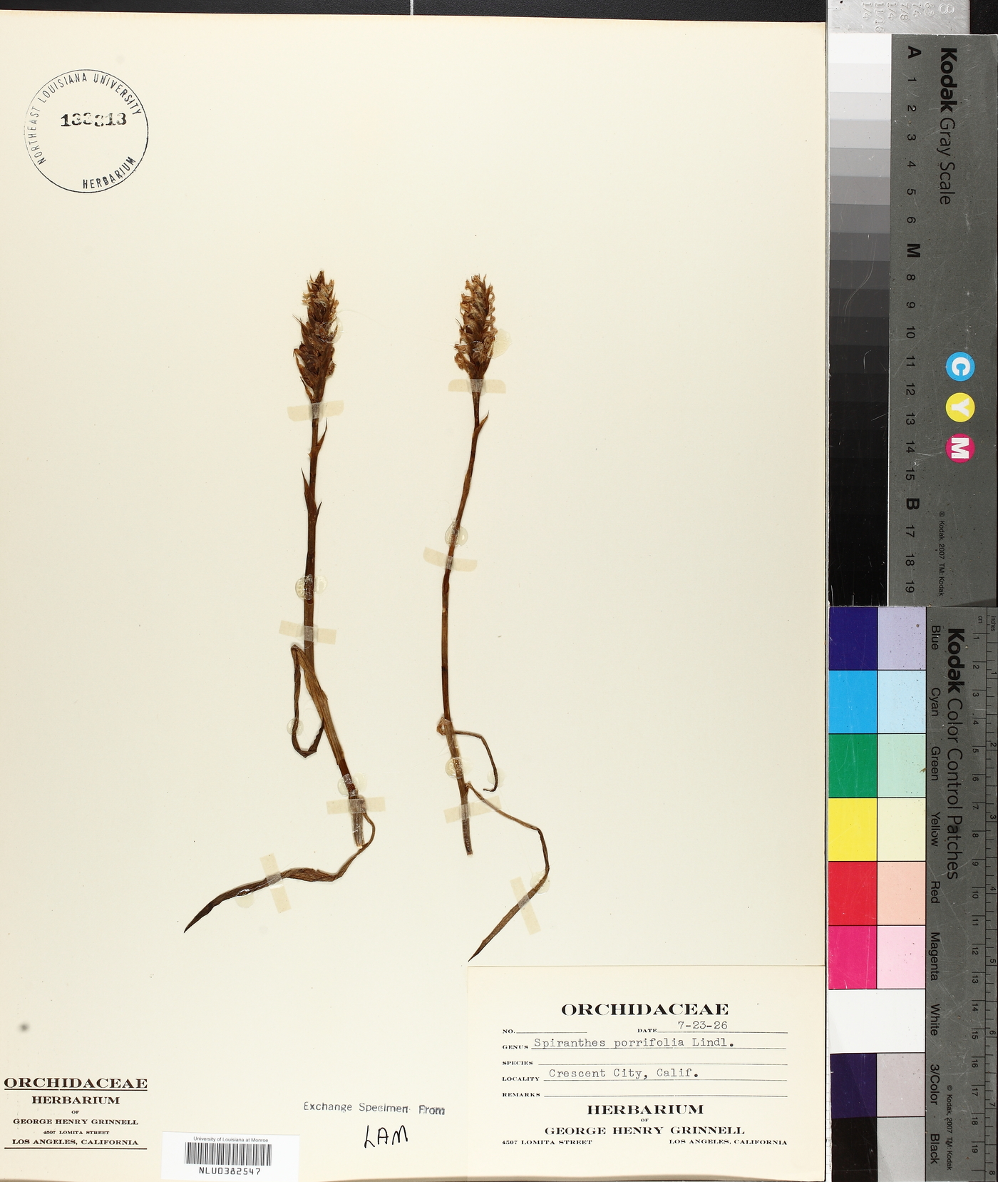 Spiranthes porrifolia image