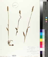 Spiranthes ovalis image